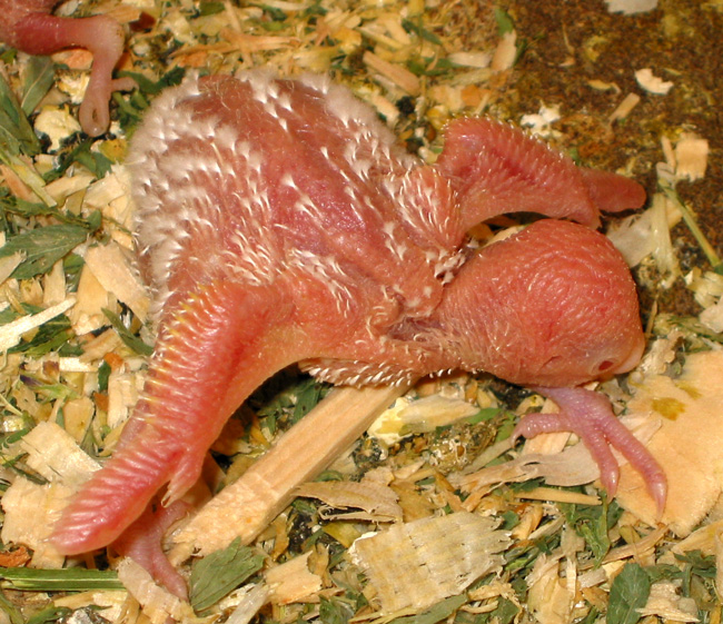 12 day old budgie chick spreading new wings.  Detail of wings visible.  wings have elbows and wrists
