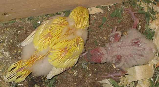 two (2) baby budgies, chicks, in the nest box.  One is developing flight feathers, the other is much uglier, covered in down. 20 and 21 days old