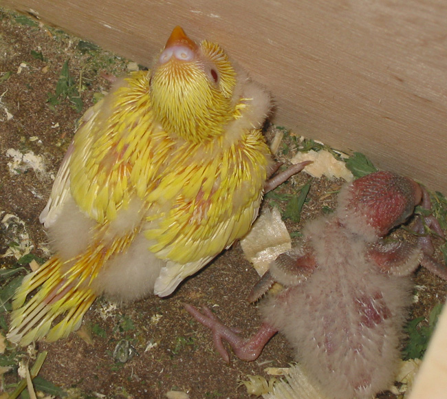 two (2) baby budgies, chicks, in the nest box.  One is developing flight feathers, the other is much uglier, covered in down. 20 and 21 days old