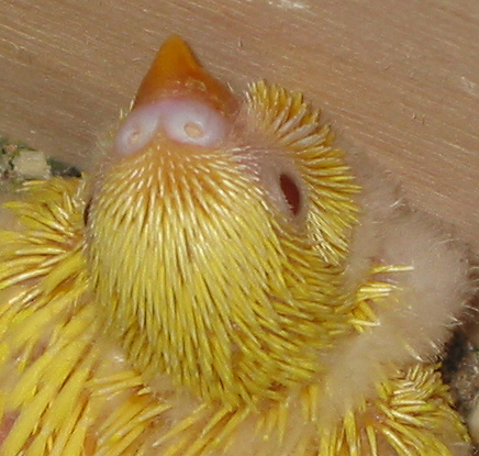 closeup of 21 day old budgie chick's head from above.