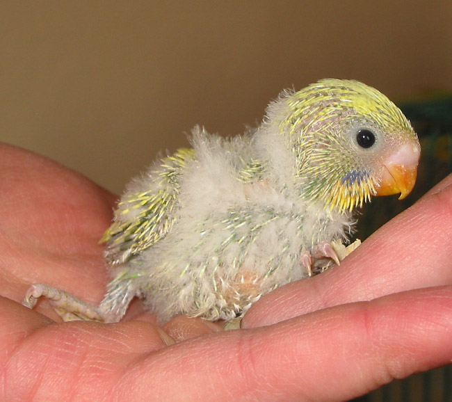 27 day old budgie starting to grow out its primary feathers.