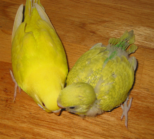two budgie chicks, 32 and 31 days old, sitting on a table.