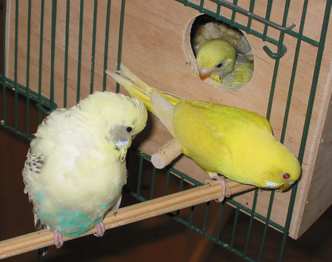 adult male budgie with two chicks, 32 and 31 days old.