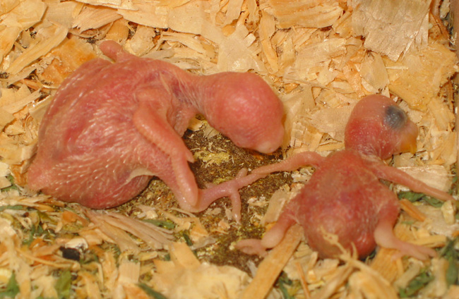 two baby budgies 8 and 9 (eight and nine) days old.