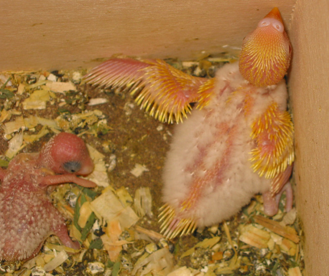 two baby budgies chicks, 16 days old, spreading new wings.