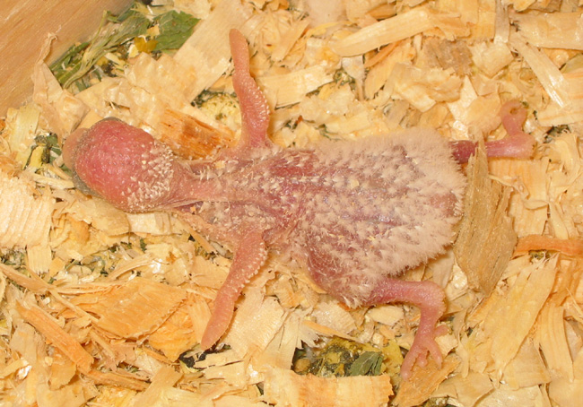 16 day old budgie chick.  lying on its belly. downy feathers, stubby wings.