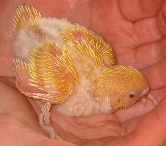 17 day old budgie chick cradled in a boy's hands.  developing yellow pin feathers.