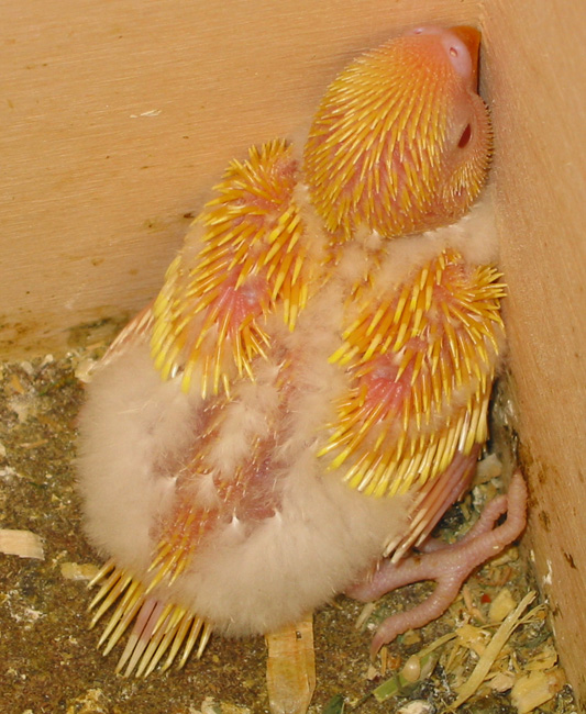 17 day old budgie huddled in a corner of the nest box.  developing yellow pin feathers