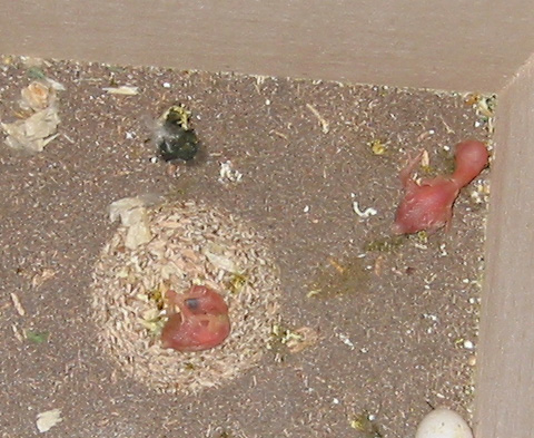 baby budgies, chicks, one day old, and hours old, egg