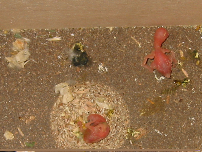 baby budgies, chicks, one day old, and hours old