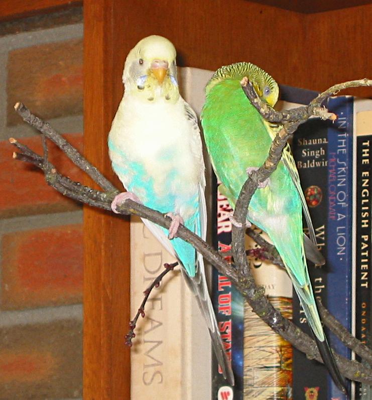two adult budgies resting and preening