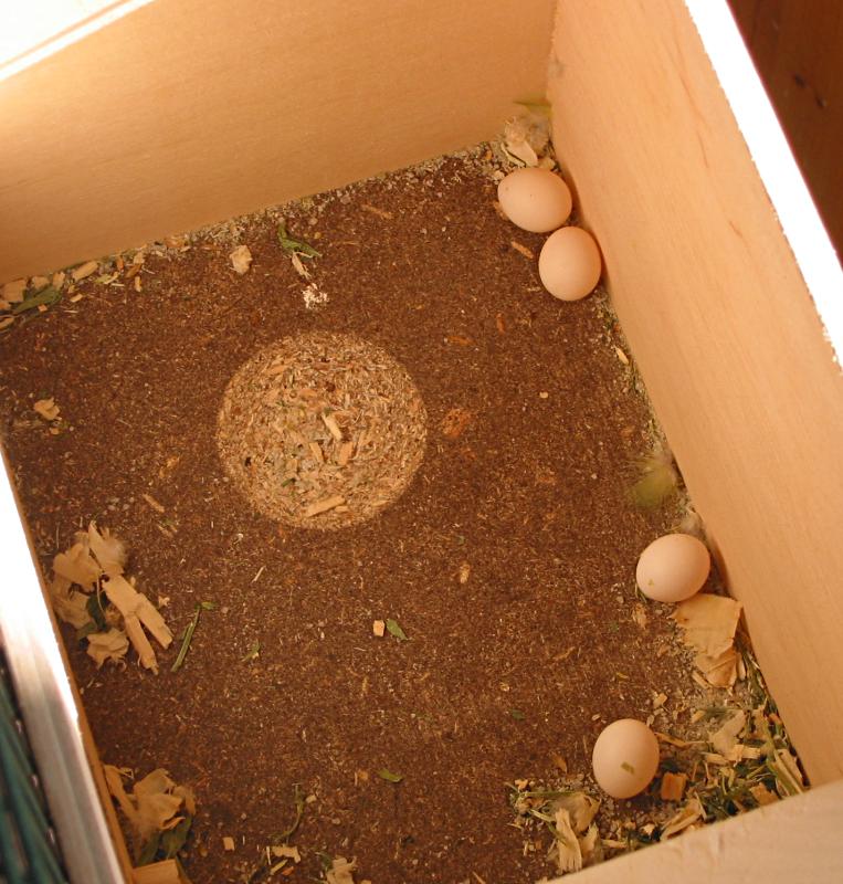 four budgie eggs in the nest box