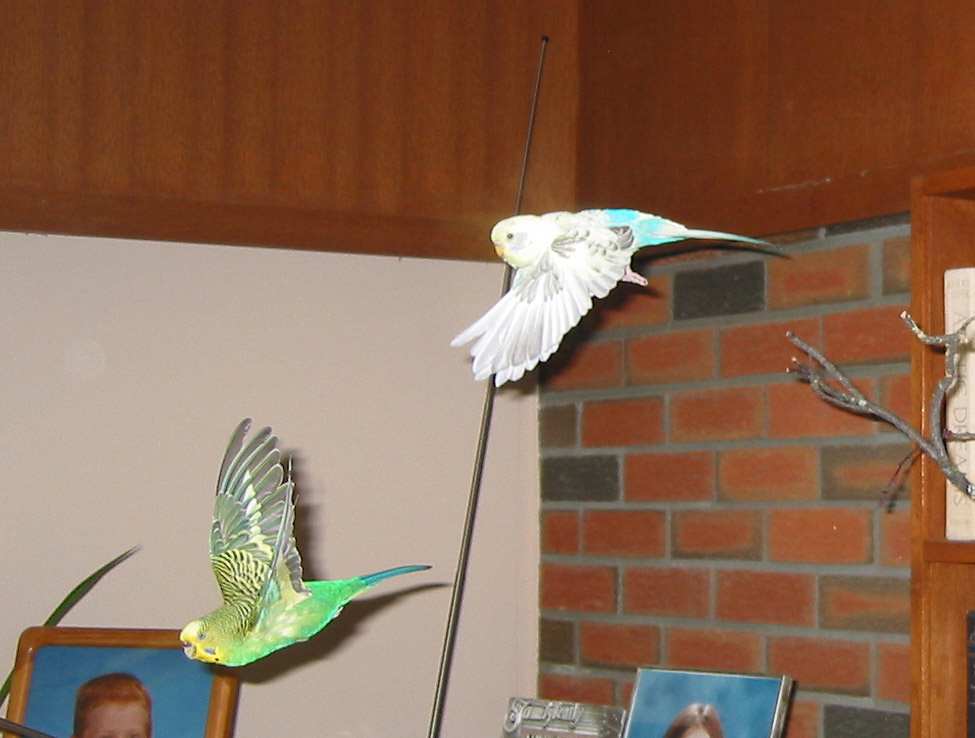 adult budgies, male and female, fly free, on a break from
 tending the eggs (and the first chick) in the nest box