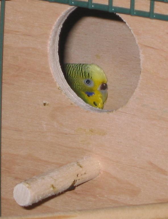 adult budgie sitting in a nest box on her eggs