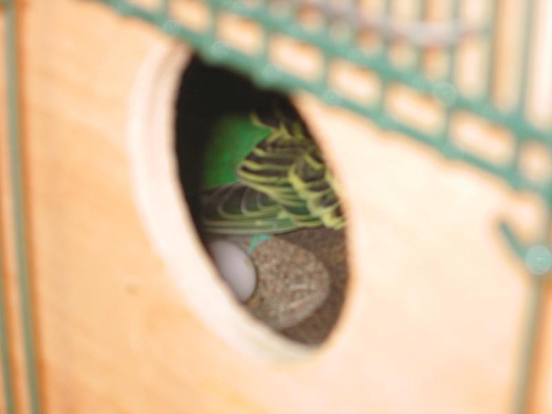 adult budgie sitting in a nest box on her eggs, one egg is visible