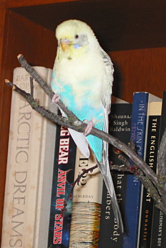 adult male budgie perching, having a break from the cage and his mate who is tending four eggs