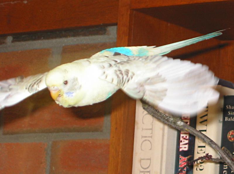 adult male budgie taking off from his perch