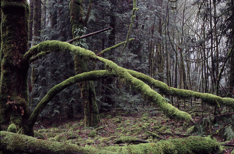 Another mossy scene in Goldstream Park, 
Victoria BC.
