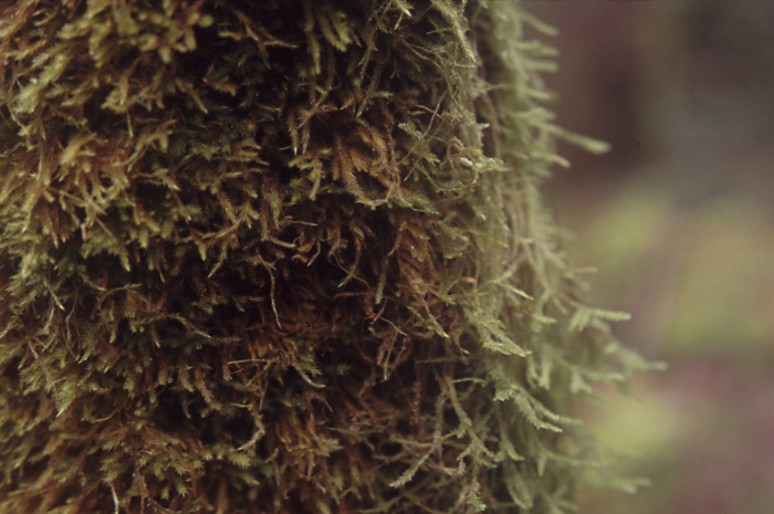 moss on a tree in Victoria, BC.