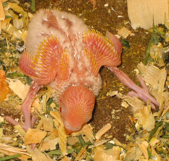 14 day old budgie chick