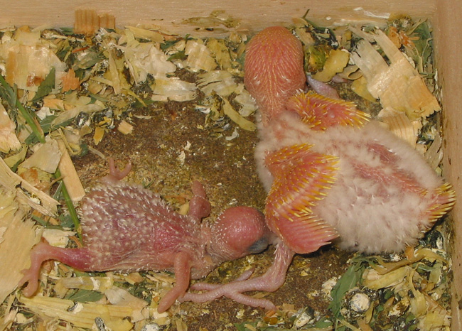 two baby budgies in a nest