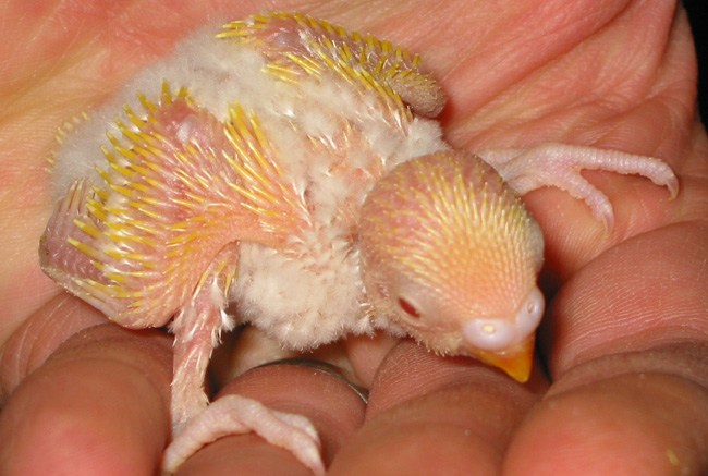 15 day old baby budgie cradled in hand