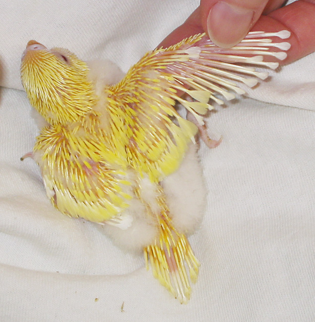 20 day old budgie chick displaying develping pin feathers on wing and tail.