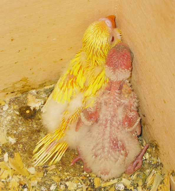 two budgie chicks in the nest box. 20 and 19 days old