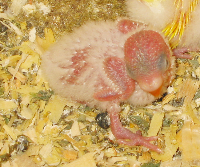 20 day old budgie chick.  Downy feathers.