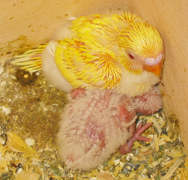 two budgie chicks in the nest box.  Huddling together, keeping each other warm.