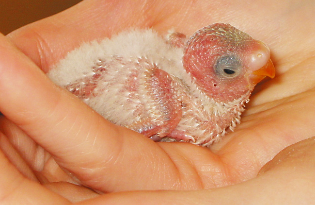 19 day old budgie chick cradled in hands, showing developing downy feathers.