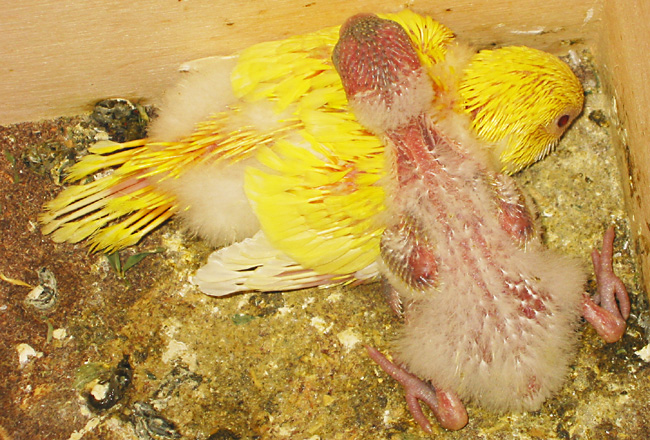 two (2) baby budgies, chicks, in the nest box.  21 and 22 days old, the birds cuddle together
