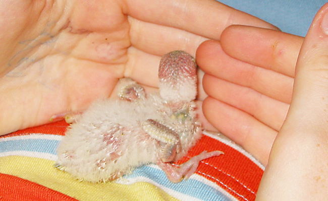 22 day old budgie chick sitting on a person's lap.