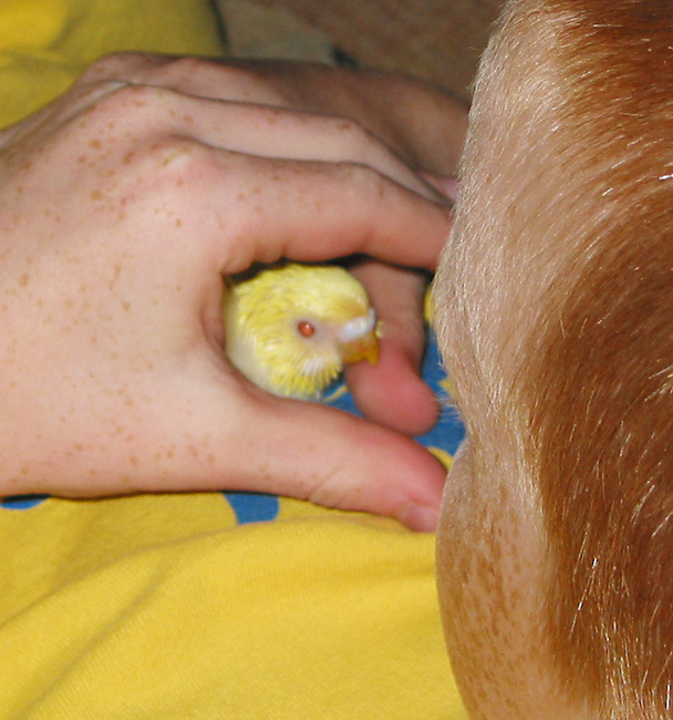 a 22 day old budgie chick being held.