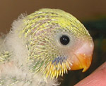 27 day old budgie showing off its developing feathers.