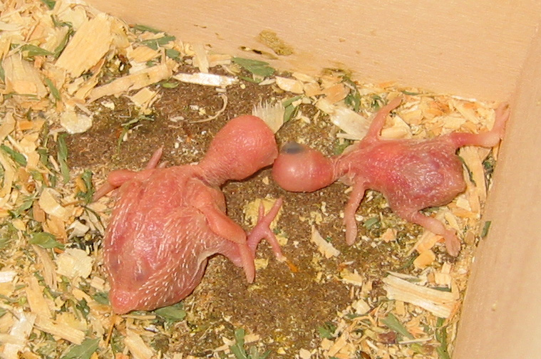 Two baby budgies, 9 and 10 (nine and ten) days old.