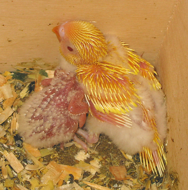 two budgie chicks.  17  and 18 days old.  very different development.  pin feathers. down.