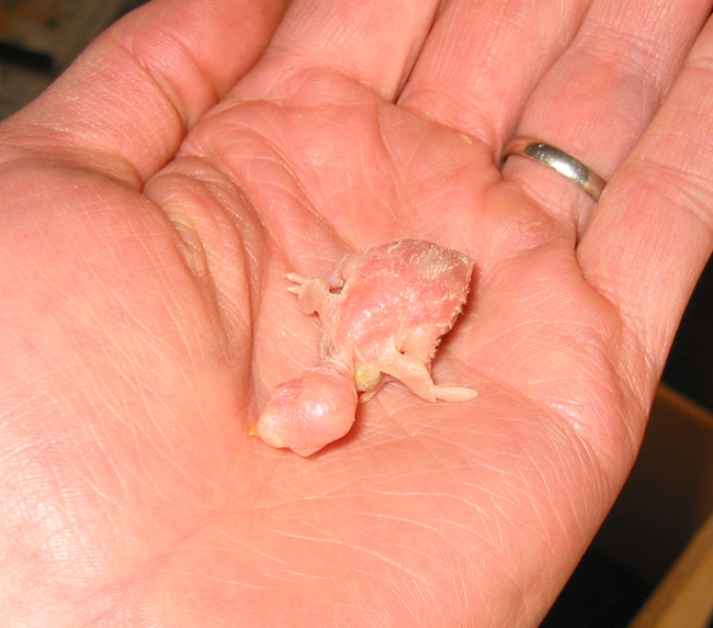 baby budgie, chick, 5 (five) days old, size compared to human hand